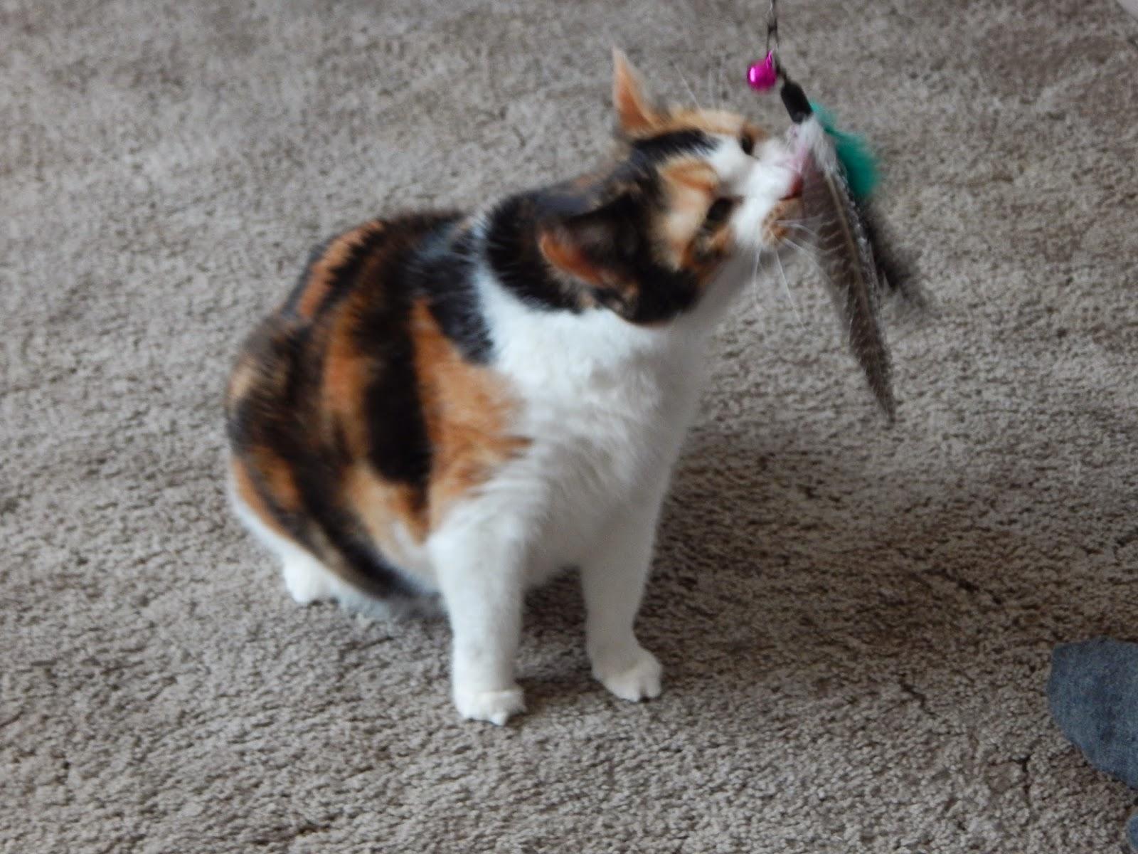 Da Bird Feather Teaser Cat Toy
