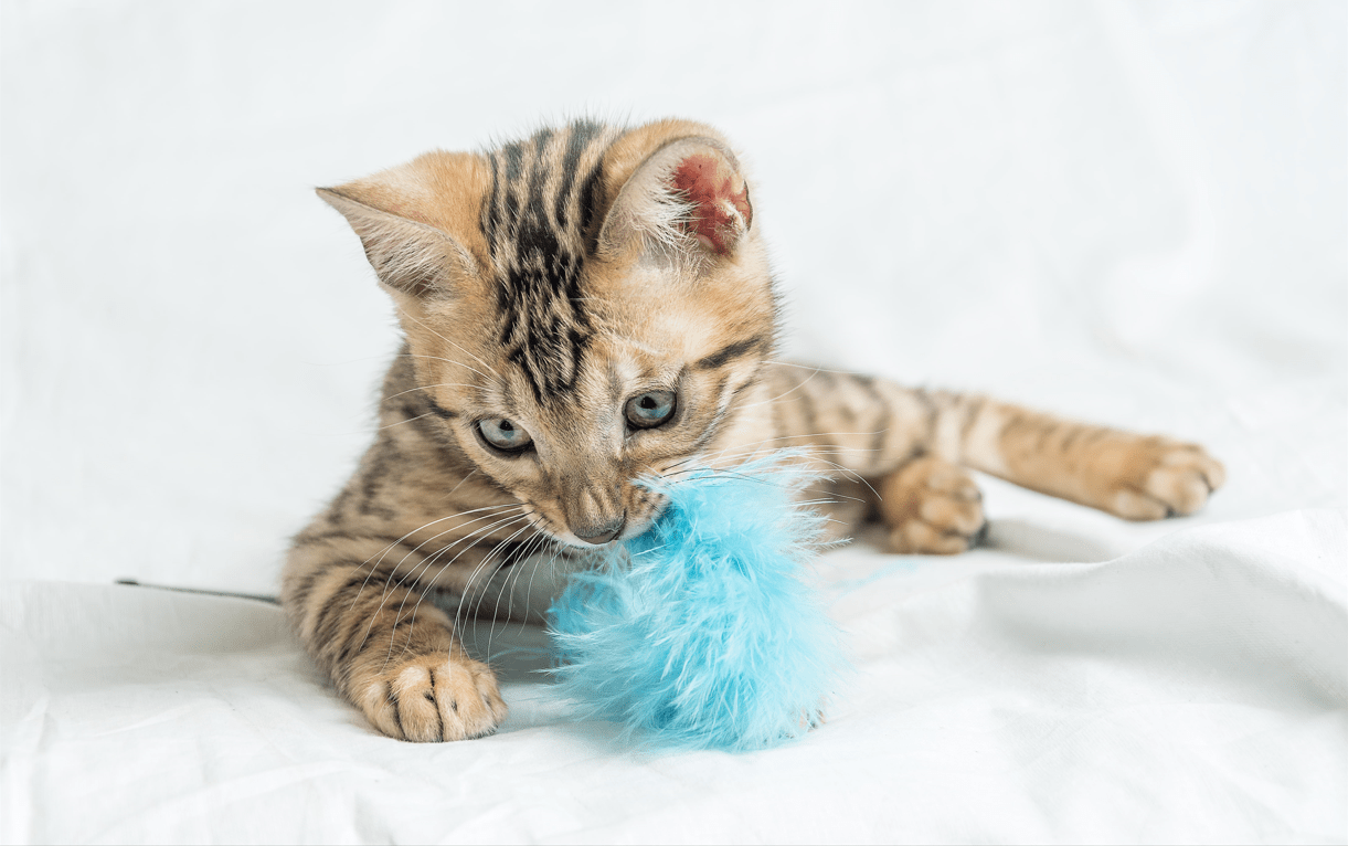 cat toys that cats actually use?