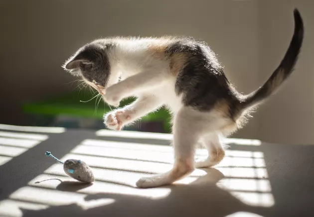 best cat toys while you're away