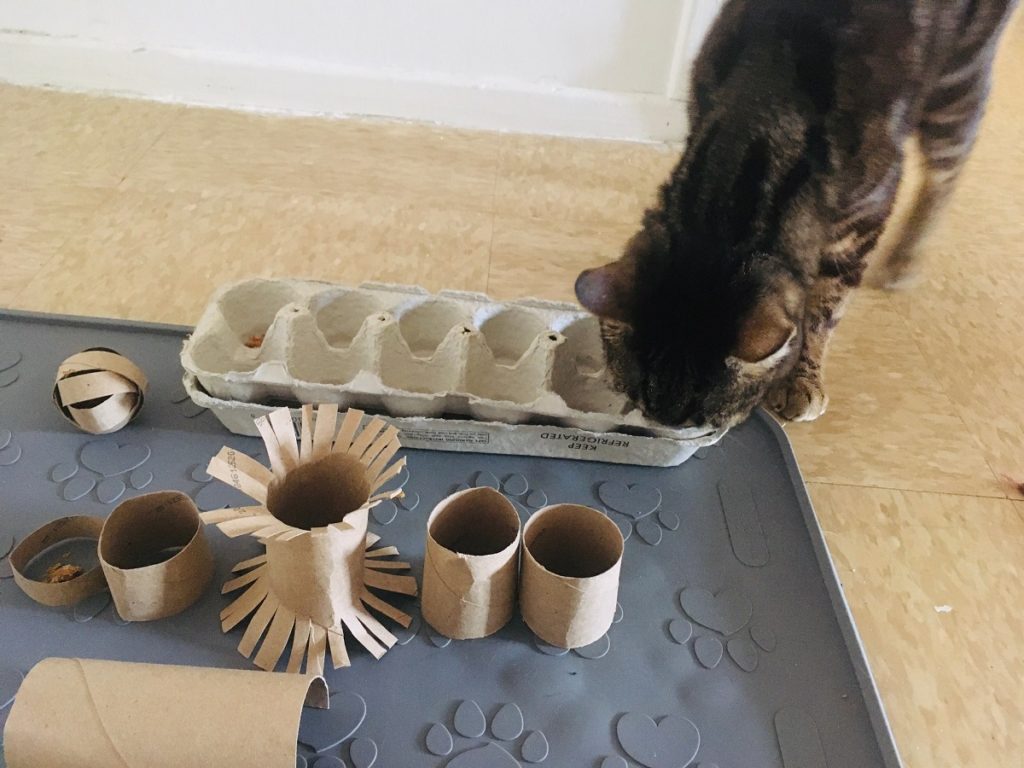 Cat Toys from Toilet Paper Rolls