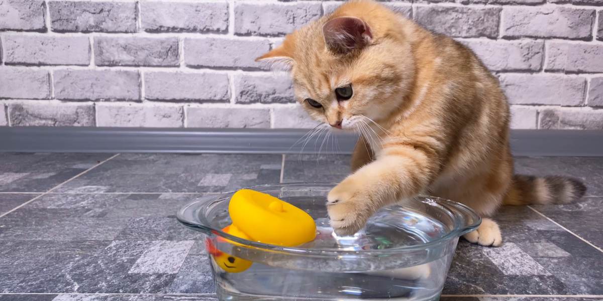 why cat puts toys in water bowl